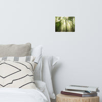 Sun Rays Through Treetops Landscape Photo Loose Wall Art Prints