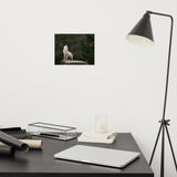 Howling White Wolf In The Forest Animal Wildlife Nature Photograph Loose Wall Art Print